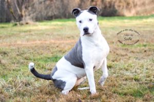 Adopt A Pet Dog of the Week Sadie Shelton
