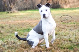 Adopt A Pet Dog of the Week Sadie Shelton