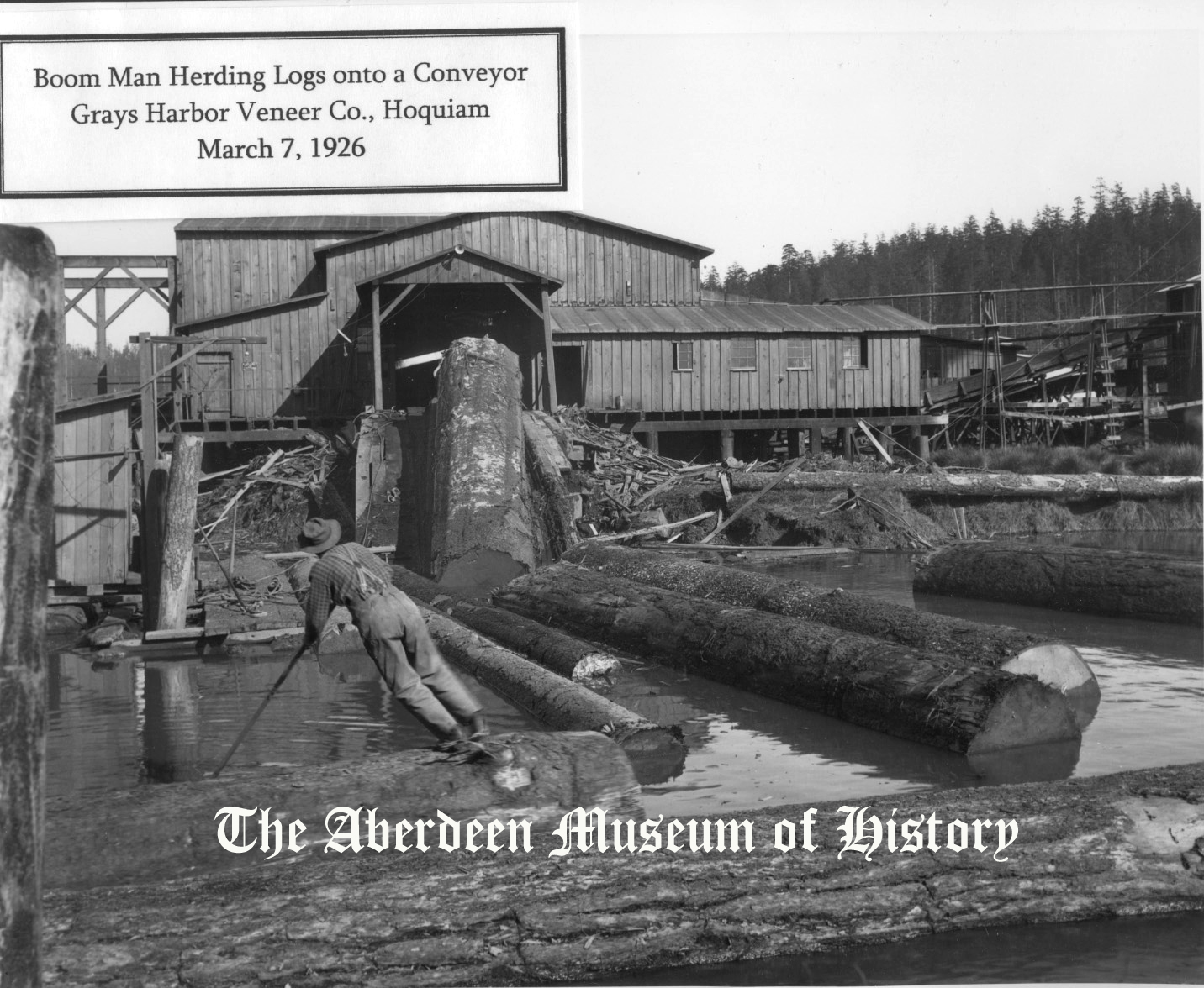 Grays Harbor Logging History Aberdeen Museum of History Postcard