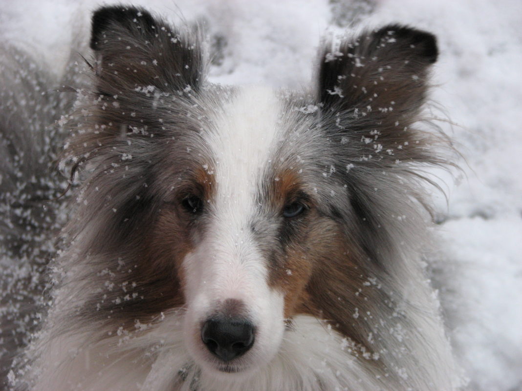 Kristina Lotz Skye Dog Sheltie