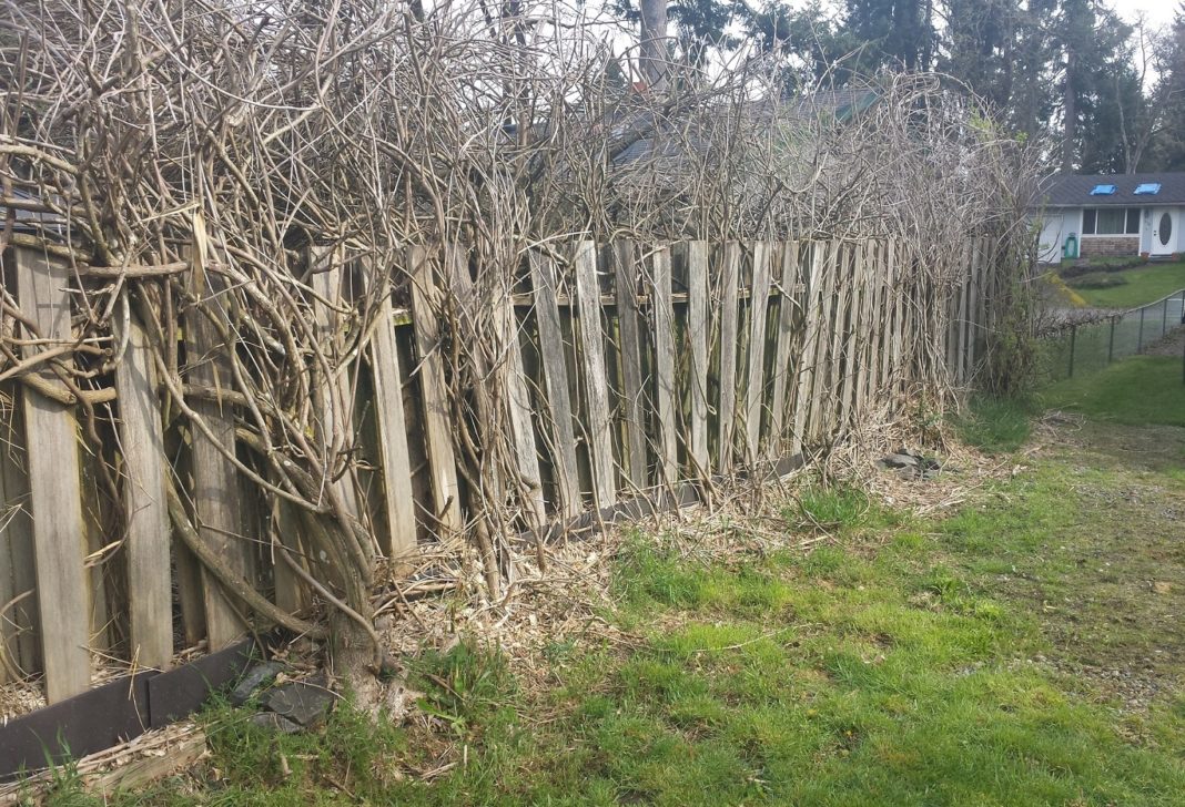 AJB Landscaping and Fence Wisteria fence