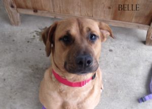 Adopt A Pet Dog of the Week Belle