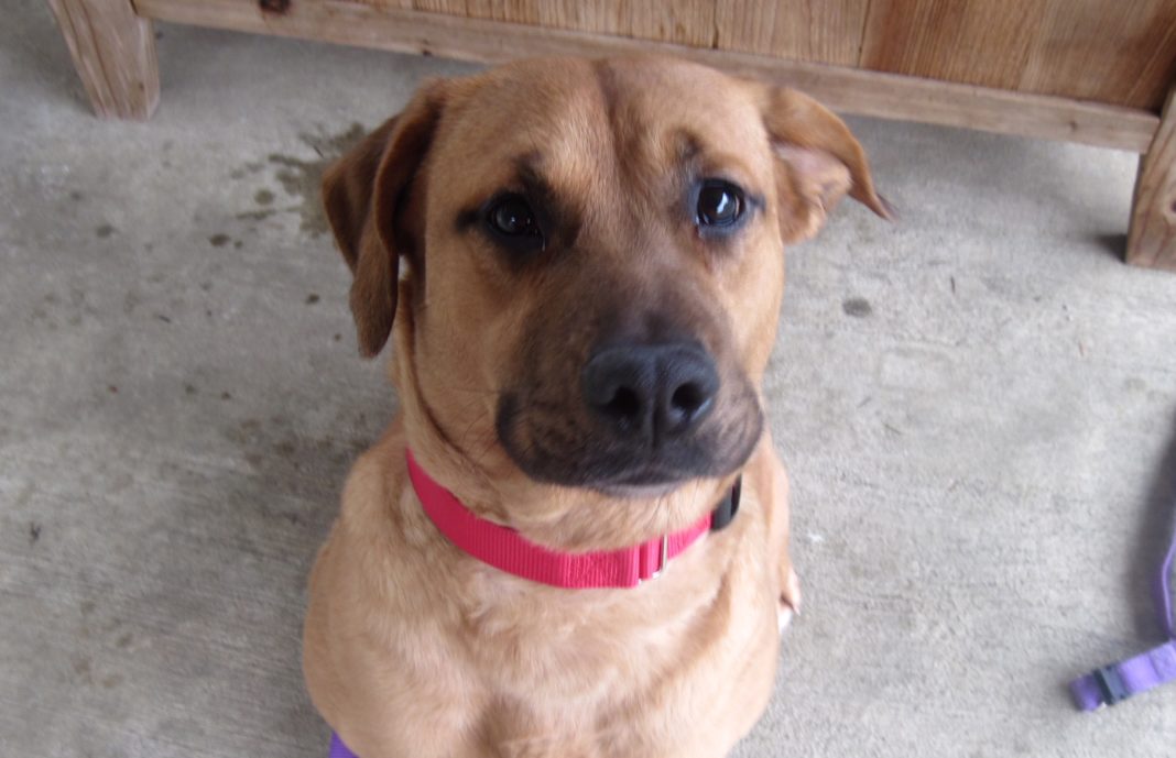 Adopt A Pet Dog of the Week Belle