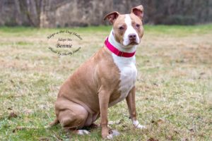 Adopt A Pet Dog of the Week Bonnie