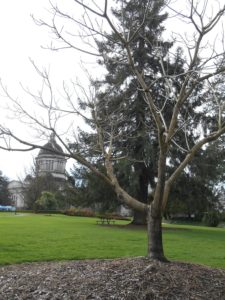 George Bush Butternut Tree Olympia