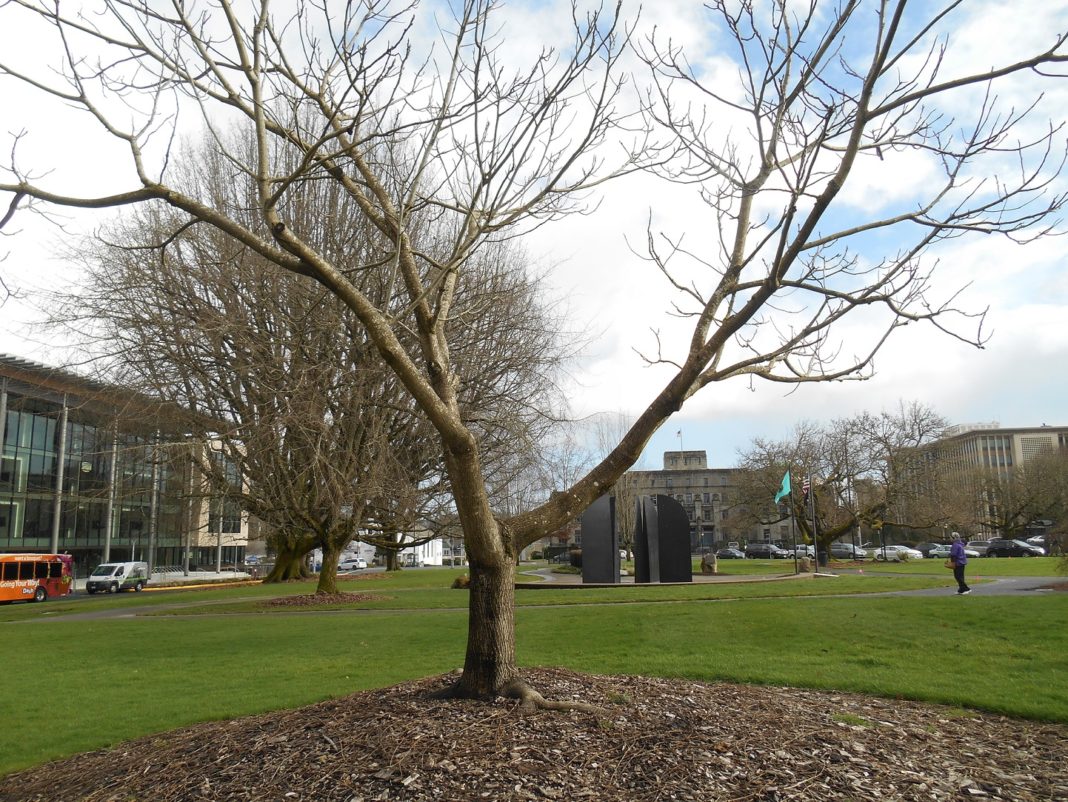 George Bush Butternut Tree Olympia WWII Memorial