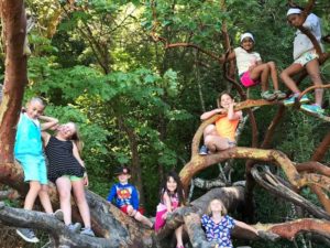 Get Outside Olympia trees as jungle gym