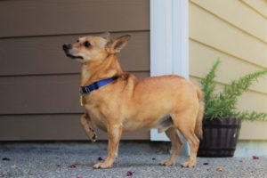 Misunderstood Mutts Rescue foster dog