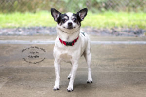 Adopt A Pet Dog of the Week Merlin