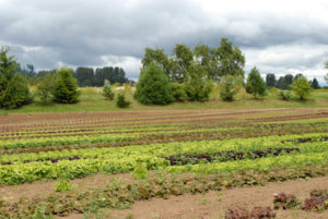 Thurston County Farm