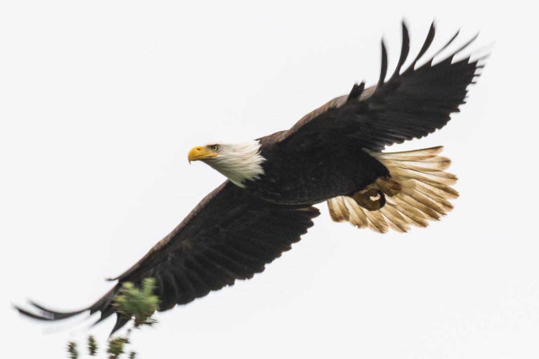 Eagle soaring