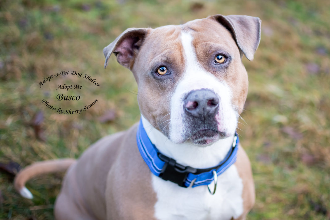 Adopt A Pet Dog of the Week Busco