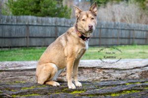 Adopt A Pet Dog of the Week Kammie