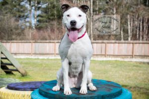 Adopt A Pet Dog of the Week Sadie