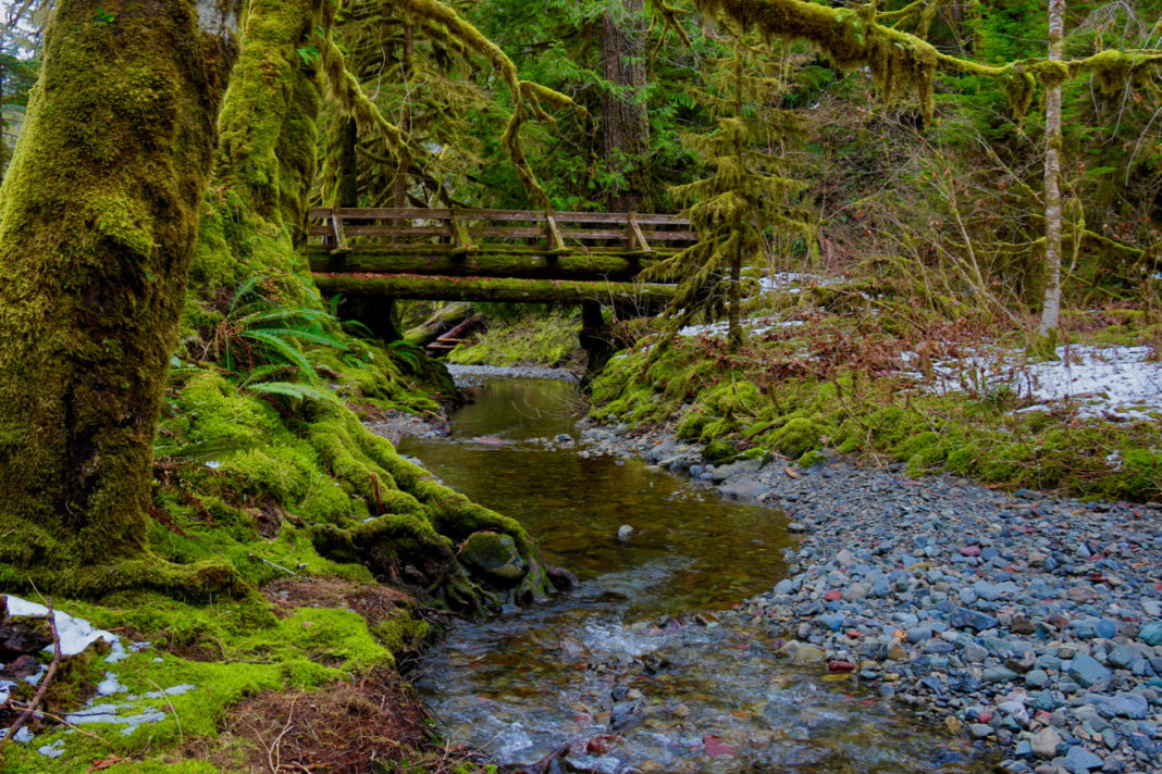 Olympic National Park Staircase