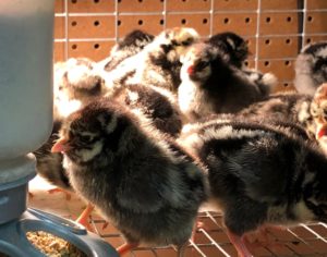 Feed Bin Chicks