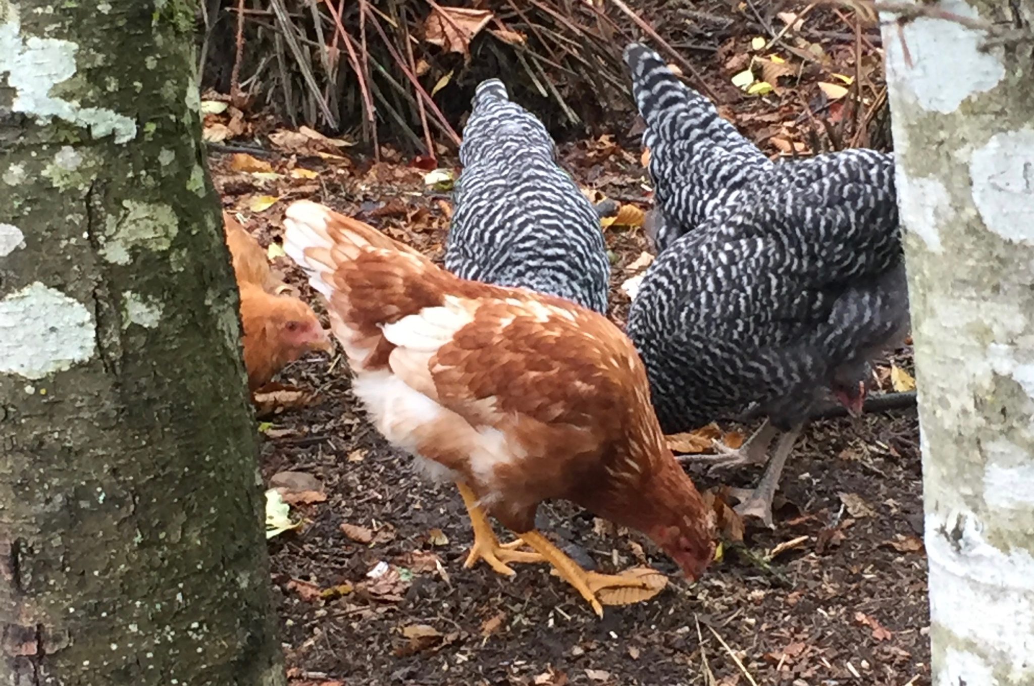 Thrifty Thurston Raises Backyard Chickens Thurstontalk