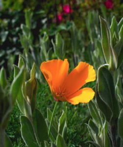 California poppy