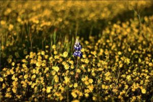 Lupine in yellow field