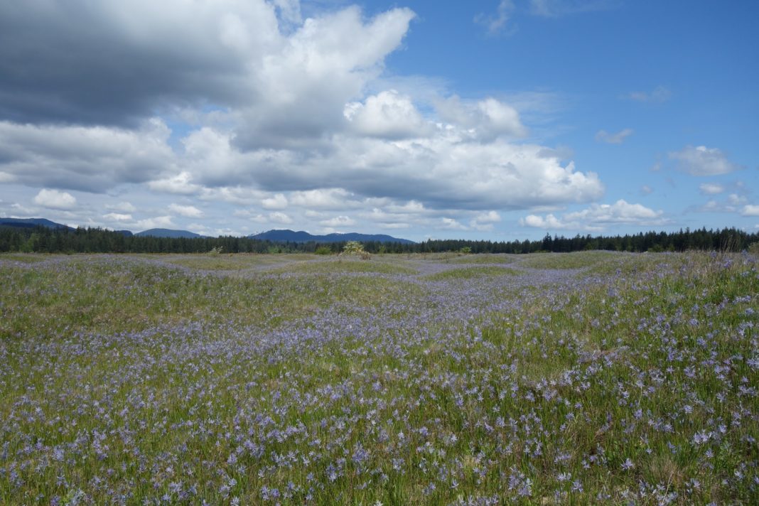 Mima Mounds