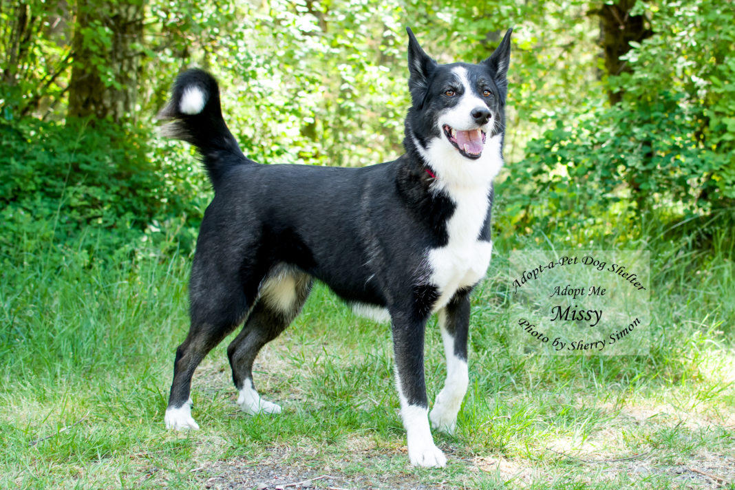 Adopt A Pet Dog of the Week Missy