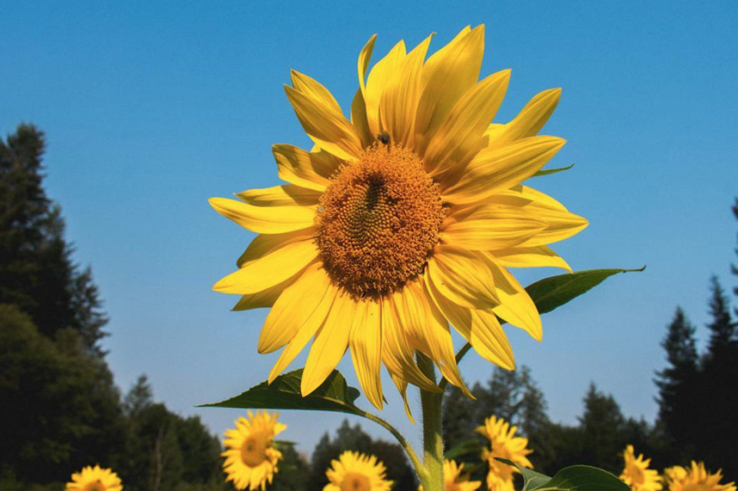 Sunflowers