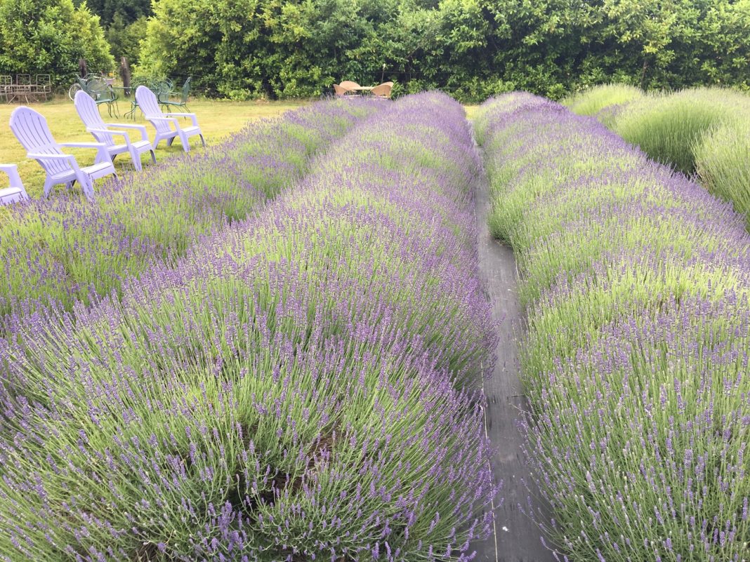 Evergreen Valley Lavender Farm 11