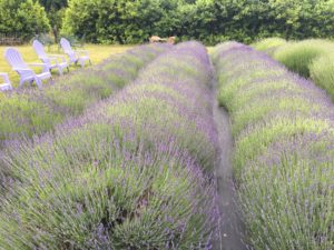 Evergreen Valley Lavender Farm 11