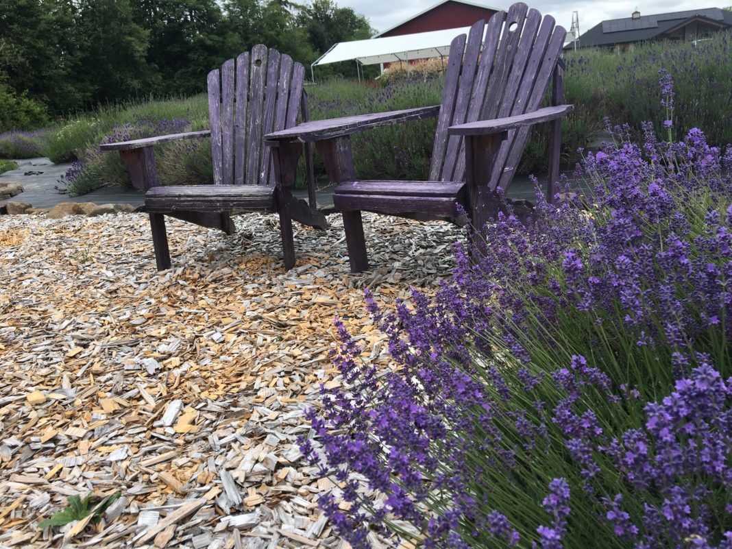 Evergreen Valley Lavender Farm 9