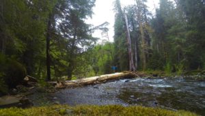 Upper South Fork Skokomish