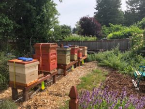 Panorama Pea Patch Bee Hives