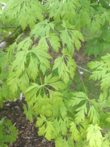 SPSCC Japanese Maples green