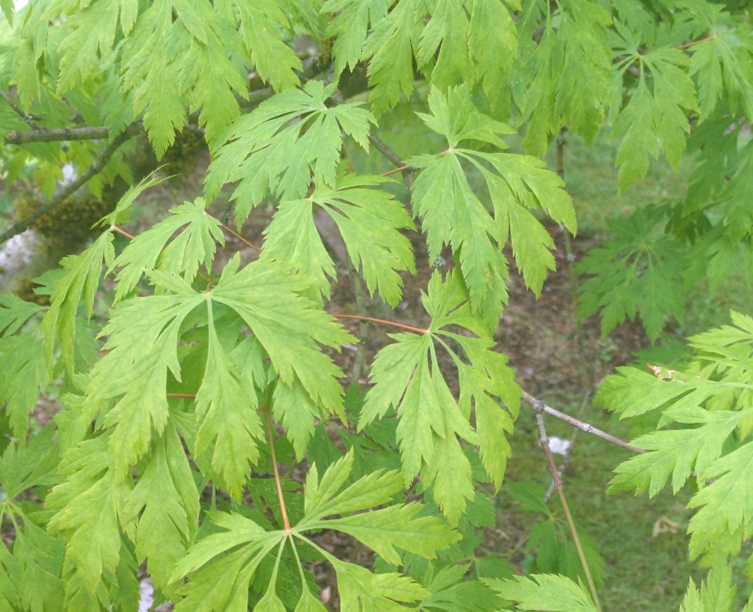 SPSCC Japanese Maples green