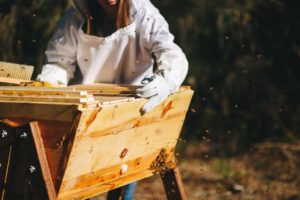 The Evergreen State College Beekeeping Caring for Bees