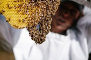 The Evergreen State College Beekeeping Community