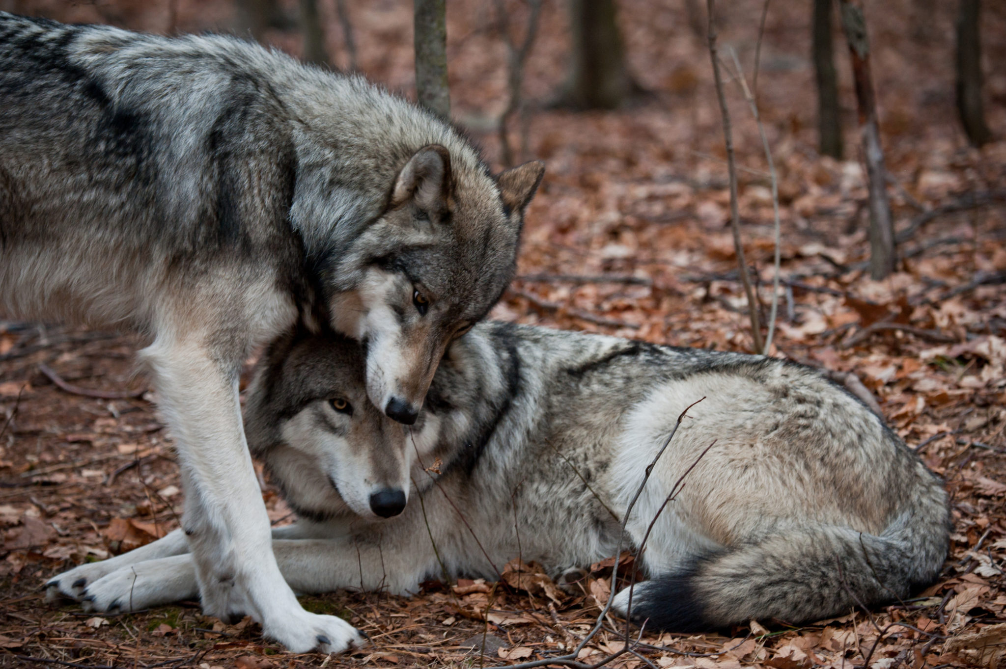 Affectionate Grey Wolves. 