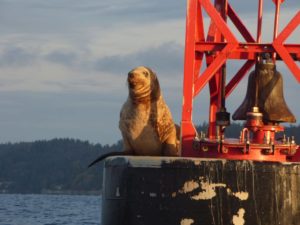 Kayak Nisqually seal on float