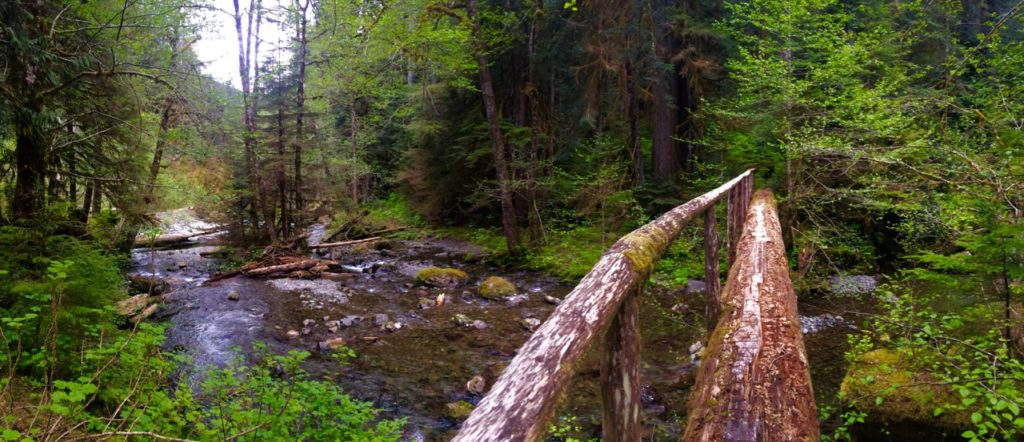 South Fork Skokomish