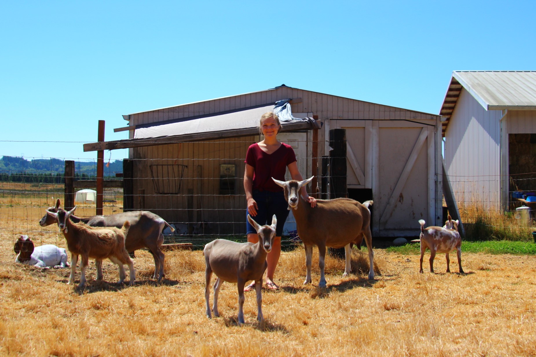 Thurston County Fair 4-H Lisa Chapman Goat Farm