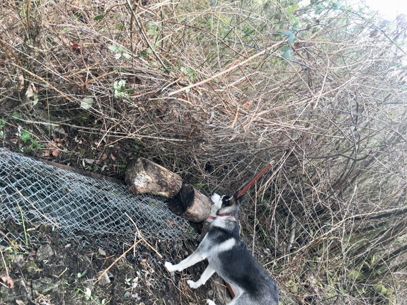 AJB Landscaping Saves the Day for Military Wife with Escape Artist
