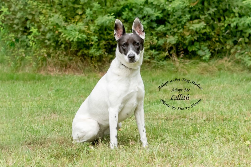 Adopt A Pet Dog of the Week Lillith