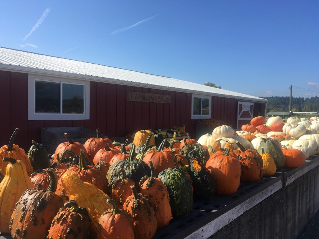 Schilter Family Farm pumpkins