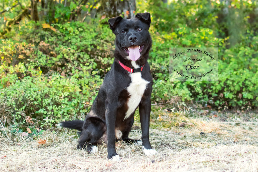 Adopt A Pet Dog of the Week October Chas