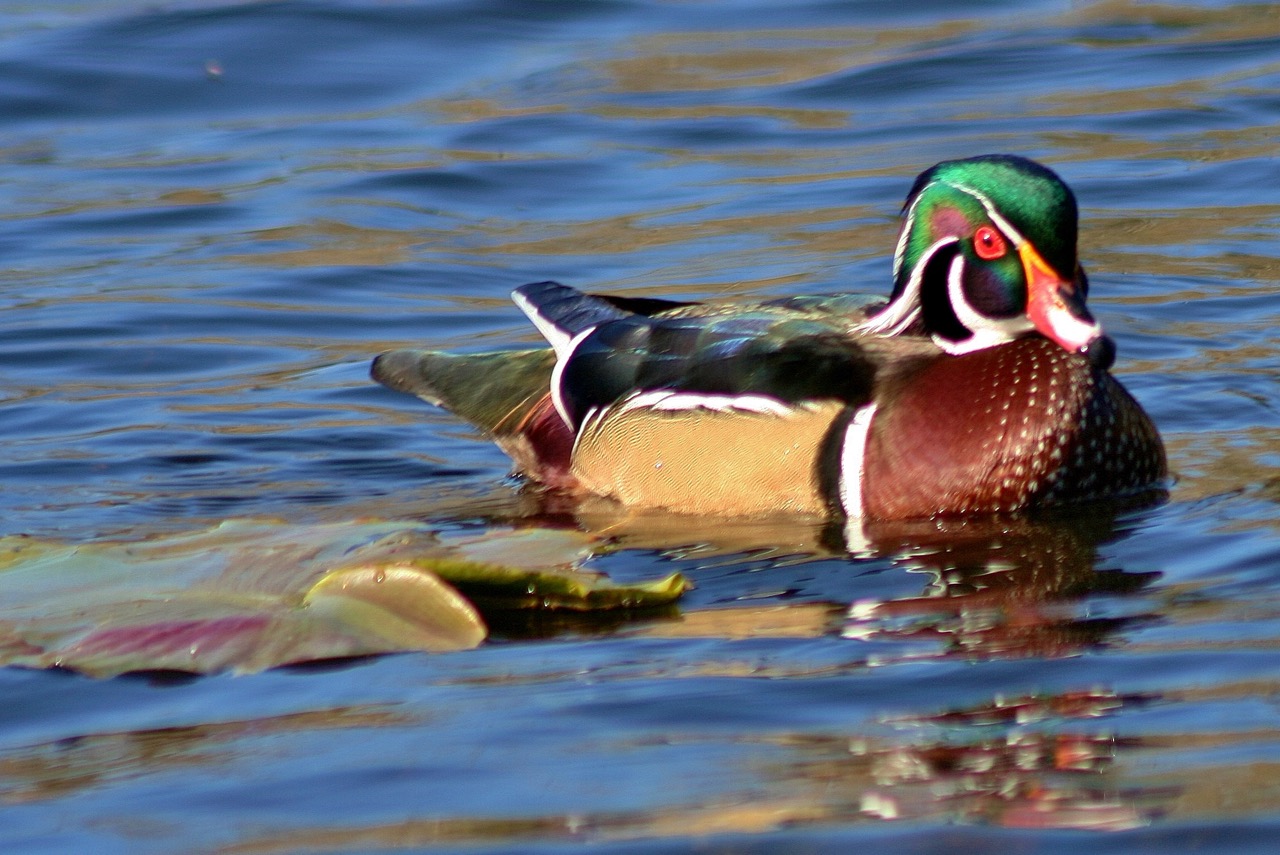 McLane Creek Wood Duck