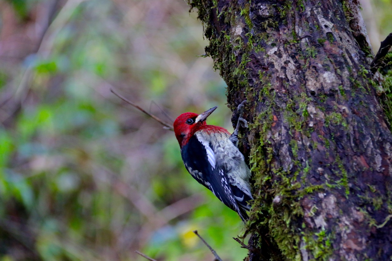 McLane Creek Woodpecker