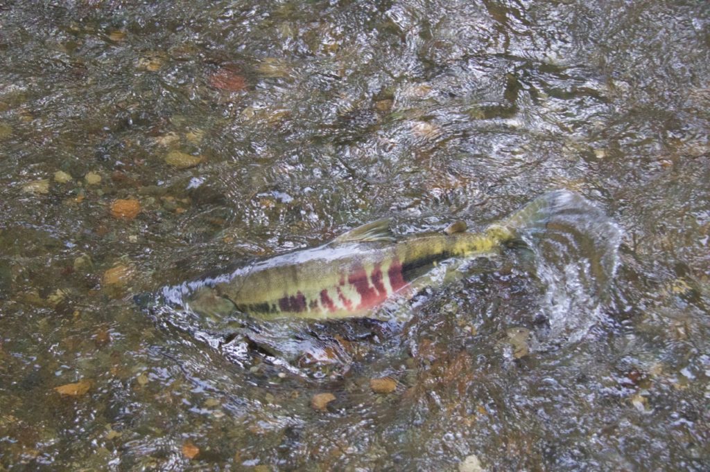 McLane Creek Salmon