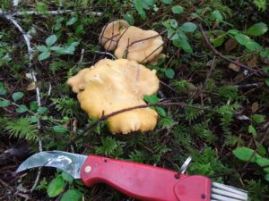 Chanterelle mushroom