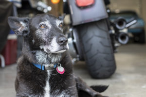 Olympia Motorcycle Tires Bo the Shop Dog