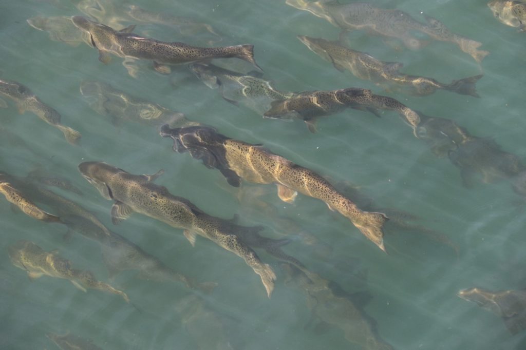Salmon in Thurston County