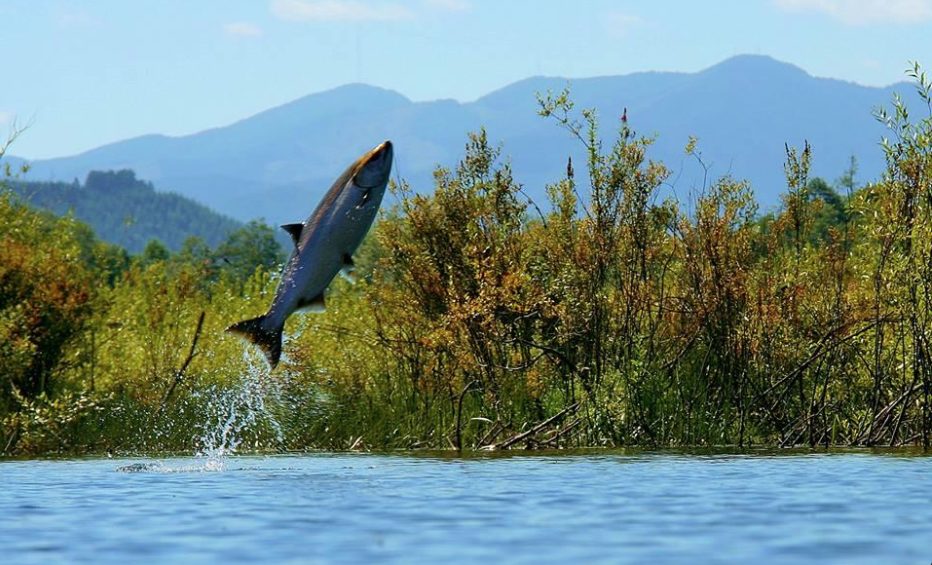 Salmon Jumping Skokomish River